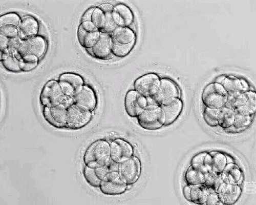 广州如何代生,试管婴儿胚胎移植后几天能测出来？-一代试管要筛选精子么？