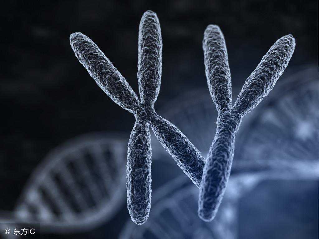 染色体异常到底意味着什么？医生一次给你讲明白